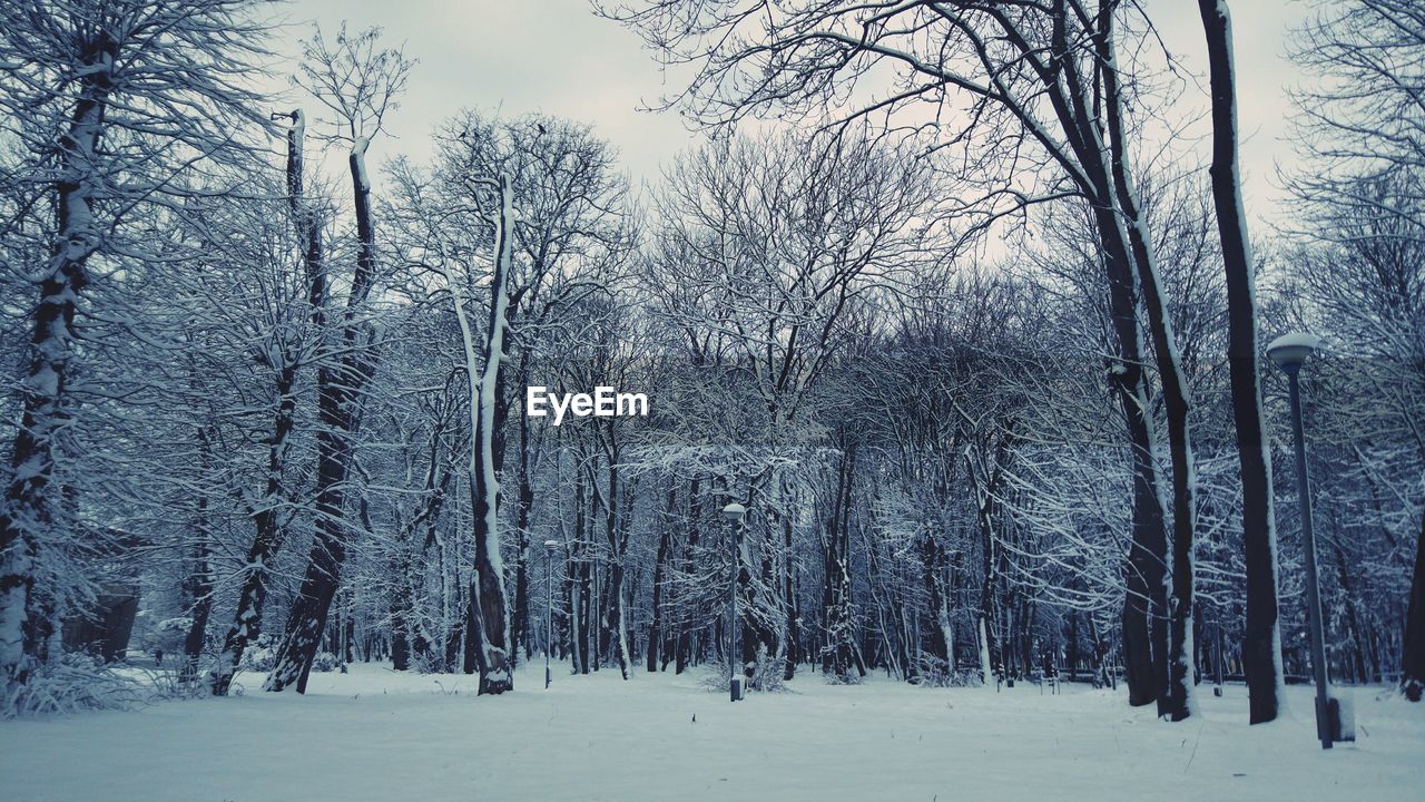 Bare trees on snow covered land