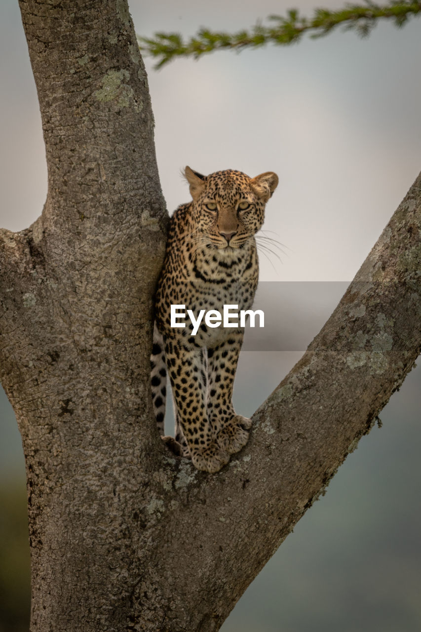 Leopard on tree trunk