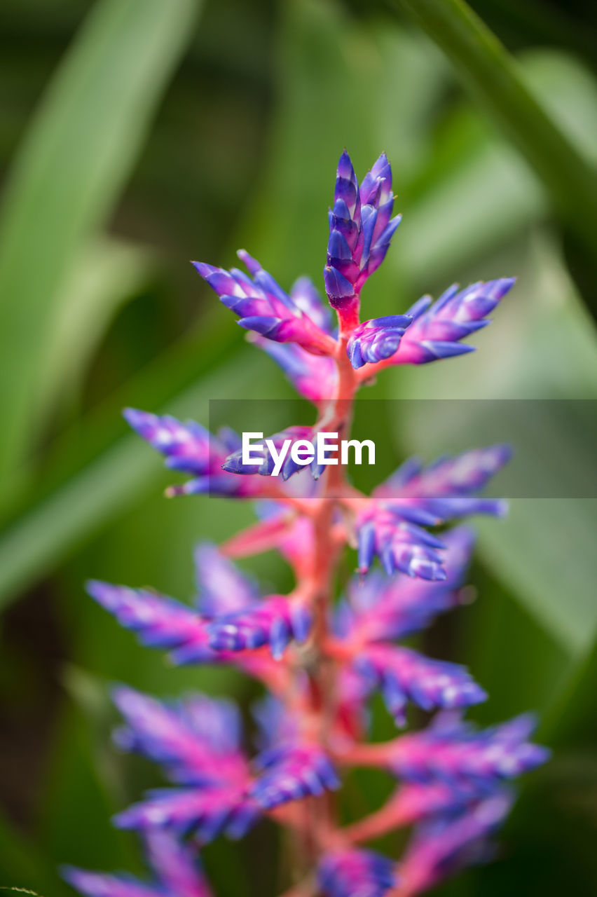 Close-up of purple flowers