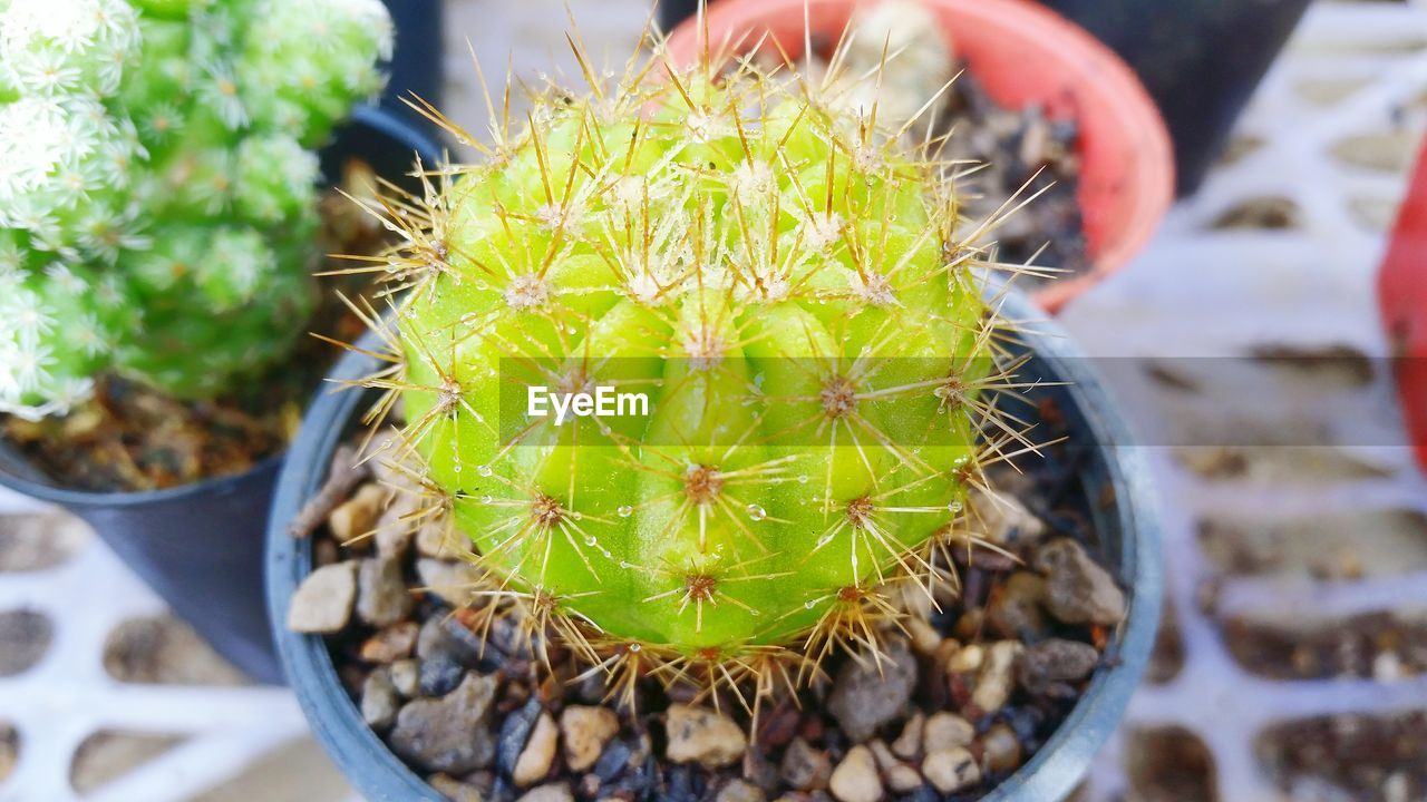 HIGH ANGLE VIEW OF CACTUS PLANT IN POT