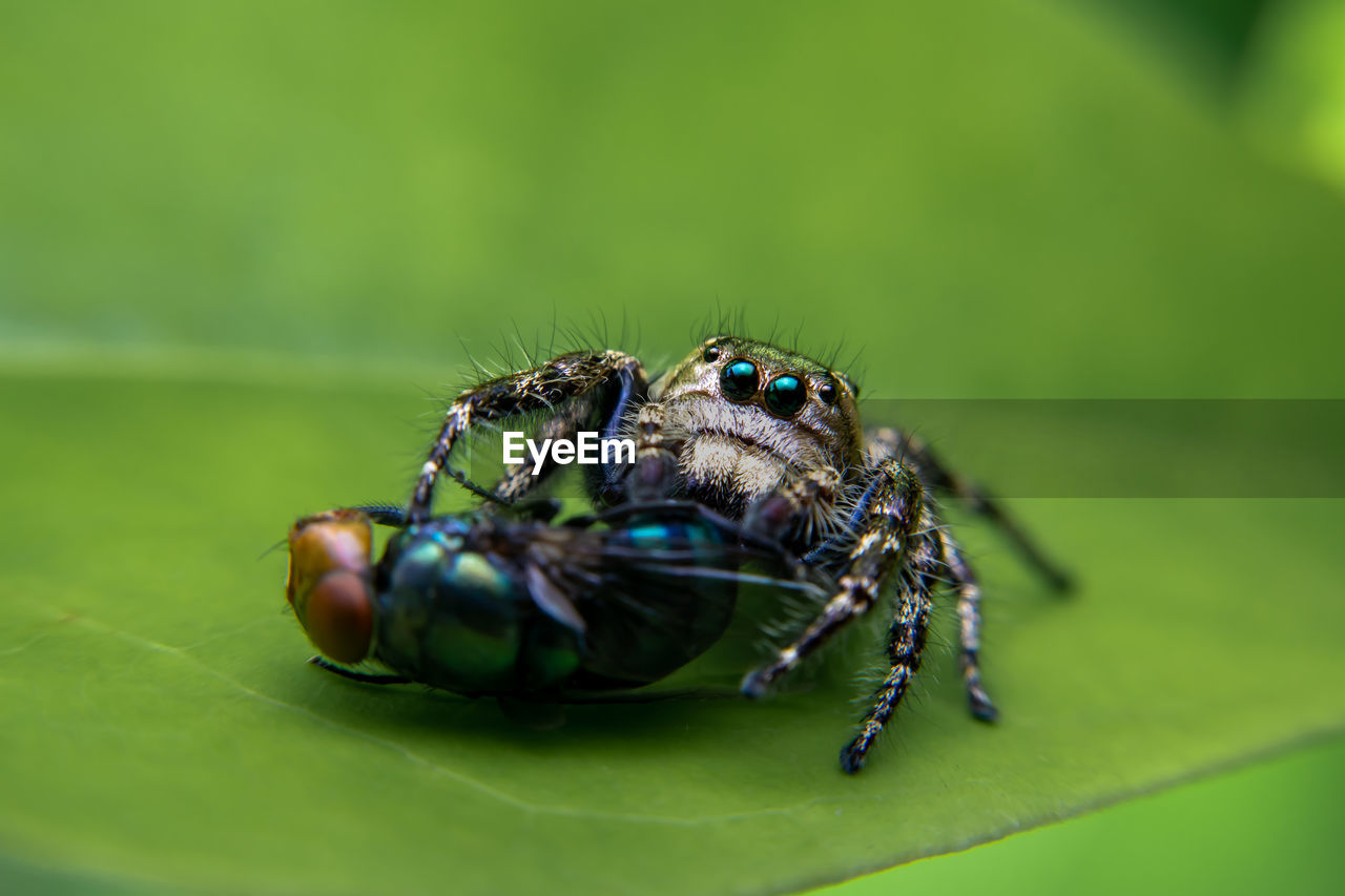 CLOSE-UP OF FLY ON LEAF