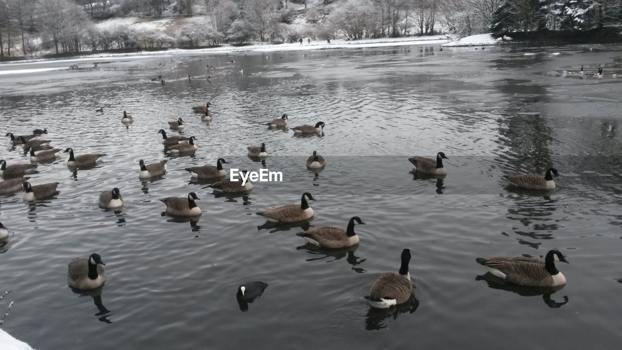 High angle view of canada geese swimming on lake during winter