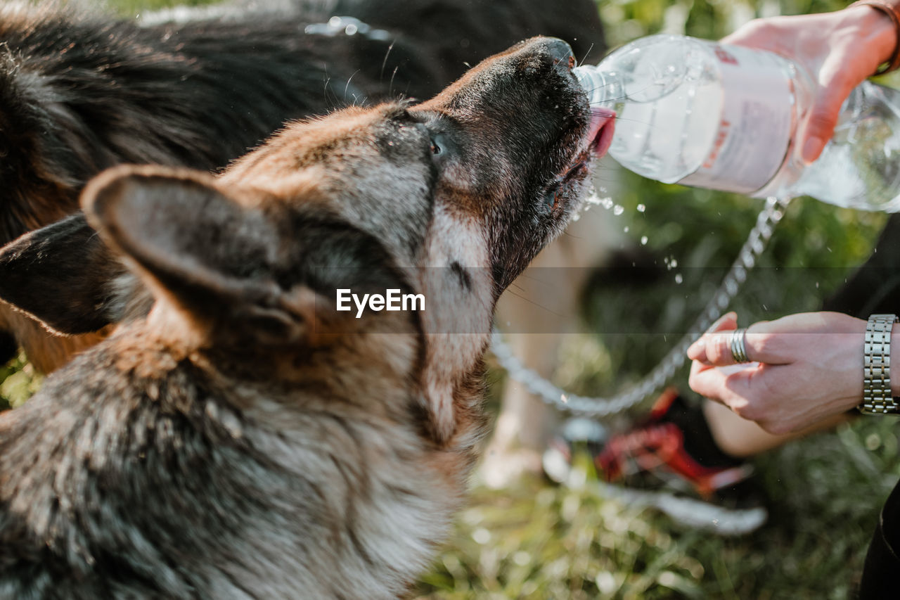 Dog drinking from owner palms