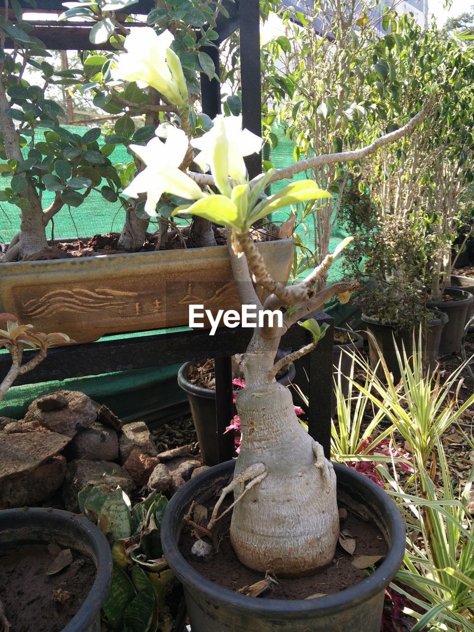 CACTUS IN GREENHOUSE