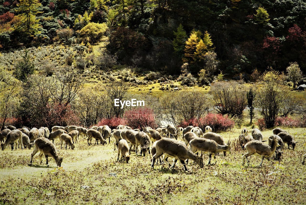 SHEEP GRAZING IN A FIELD