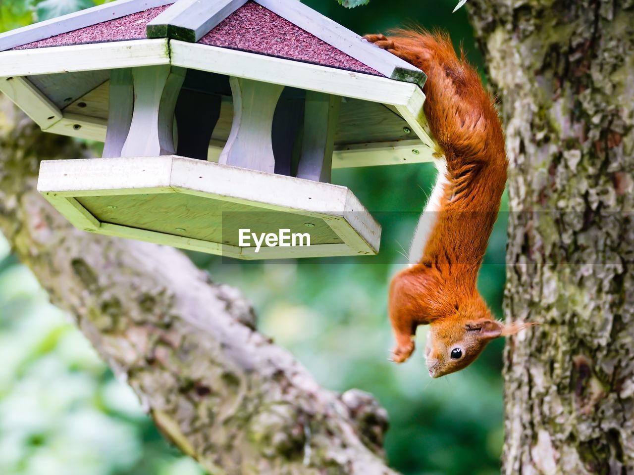 Eurasian red squirrel on birdhouse by tree