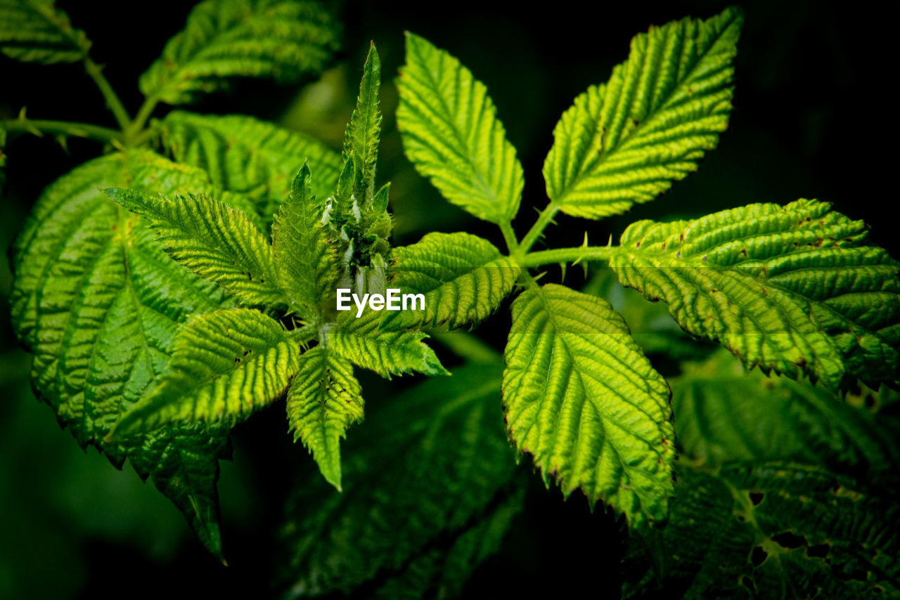 Close-up of green leaves