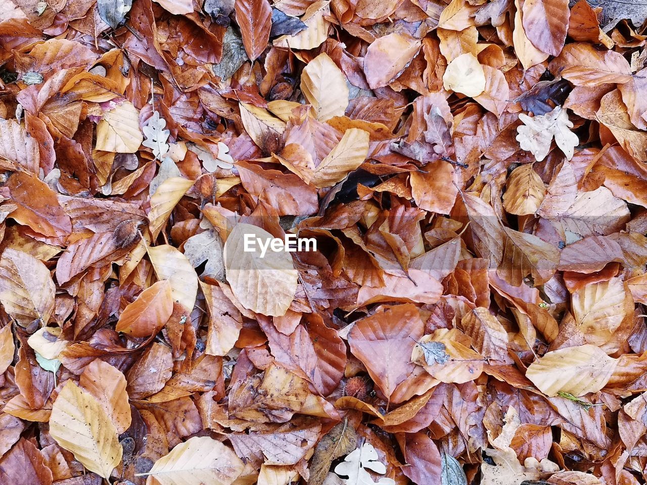 Full frame shot of dried autumn leaves on field