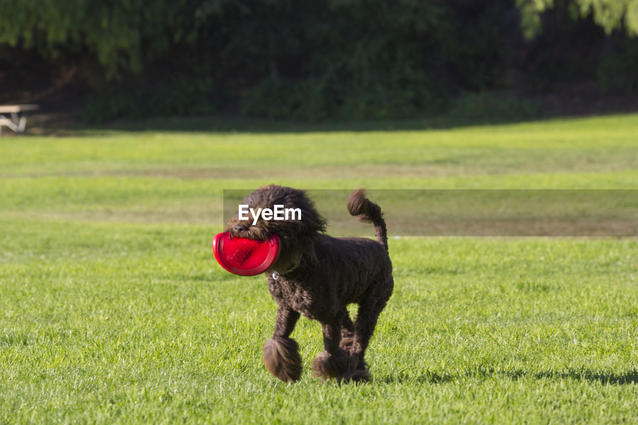 Dog running in field