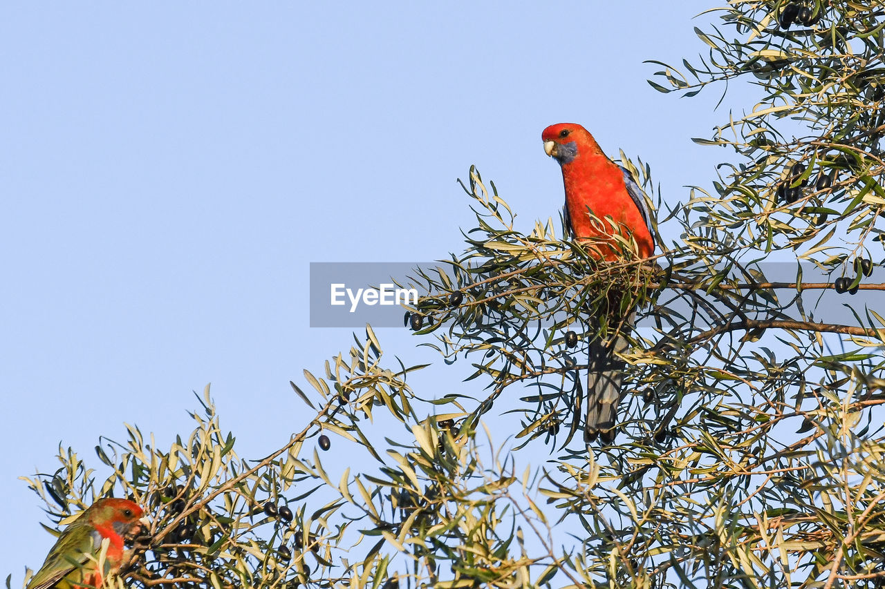 LOW ANGLE VIEW OF BIRD PERCHING ON TREE