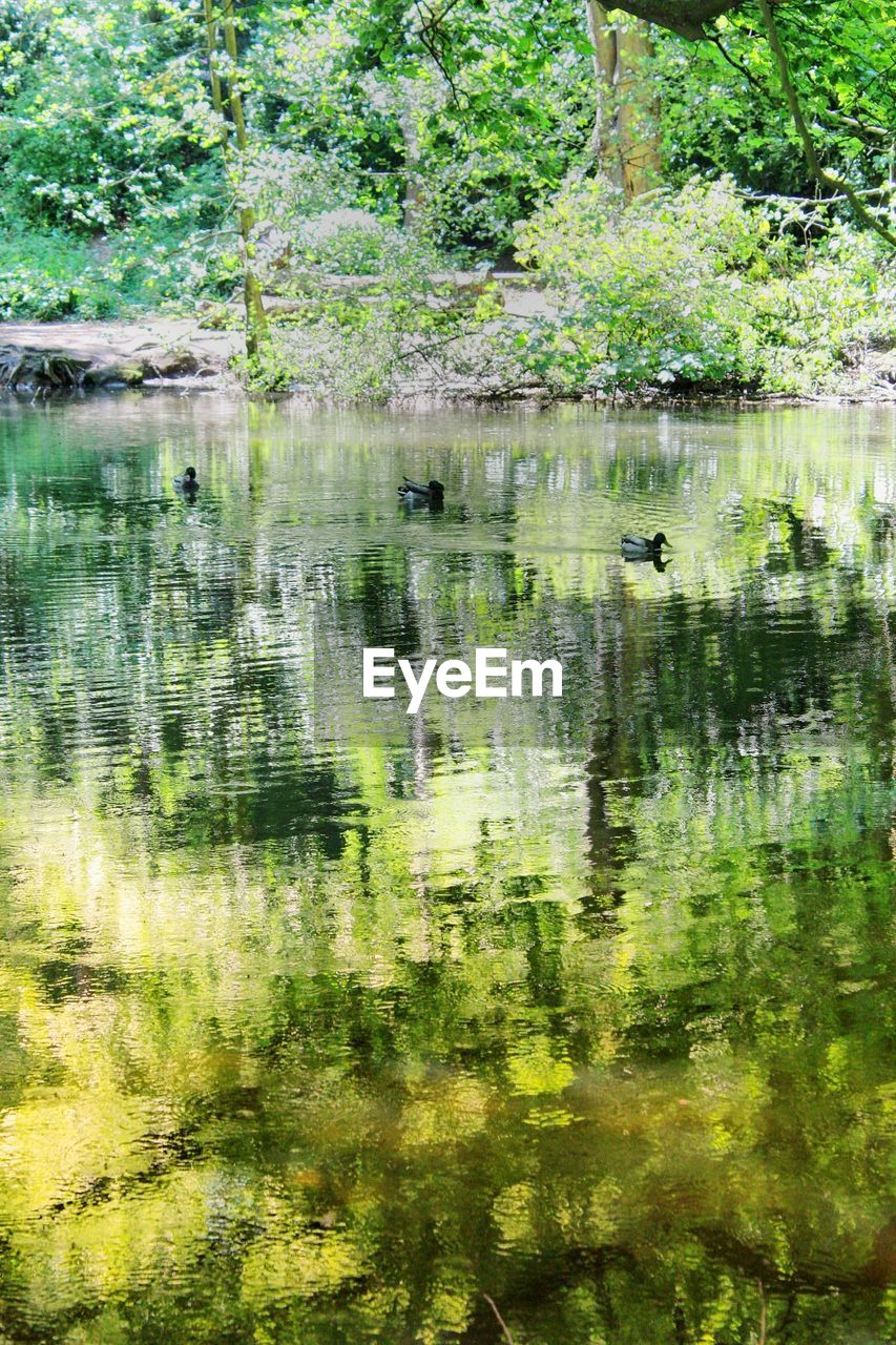 DUCKS IN A LAKE