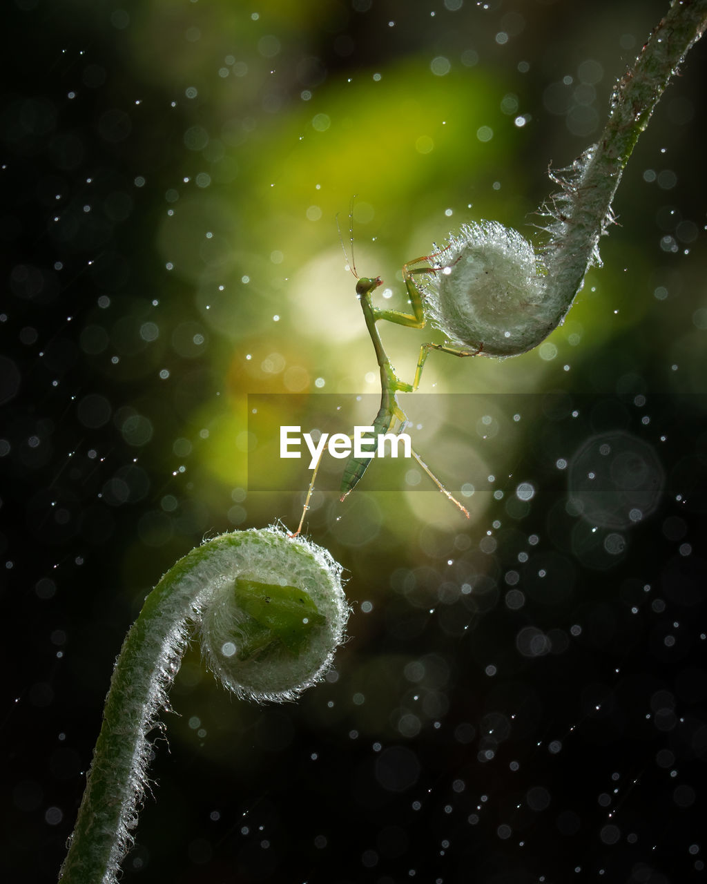 green, nature, water, no people, close-up, drop, dew, macro photography, moisture, wet, plant, leaf, fragility, beauty in nature, outdoors, focus on foreground, animal themes, animal, spider web, freshness, environment, flower, selective focus, macro, plant stem