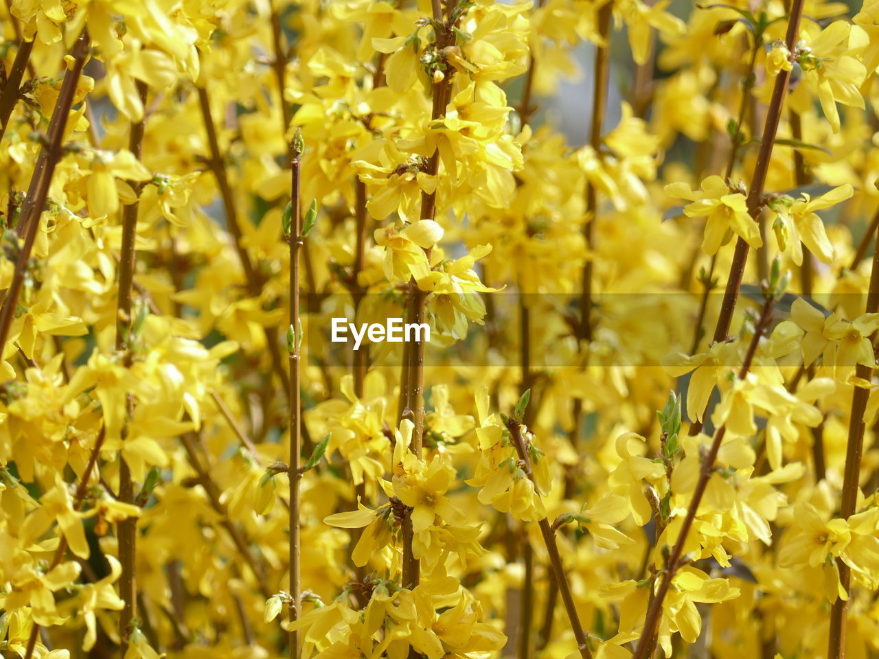 plant, yellow, growth, food, beauty in nature, crop, produce, flower, flowering plant, nature, close-up, freshness, no people, day, full frame, agriculture, focus on foreground, fragility, rapeseed, backgrounds, land, outdoors, abundance, field, sunlight, selective focus, tranquility