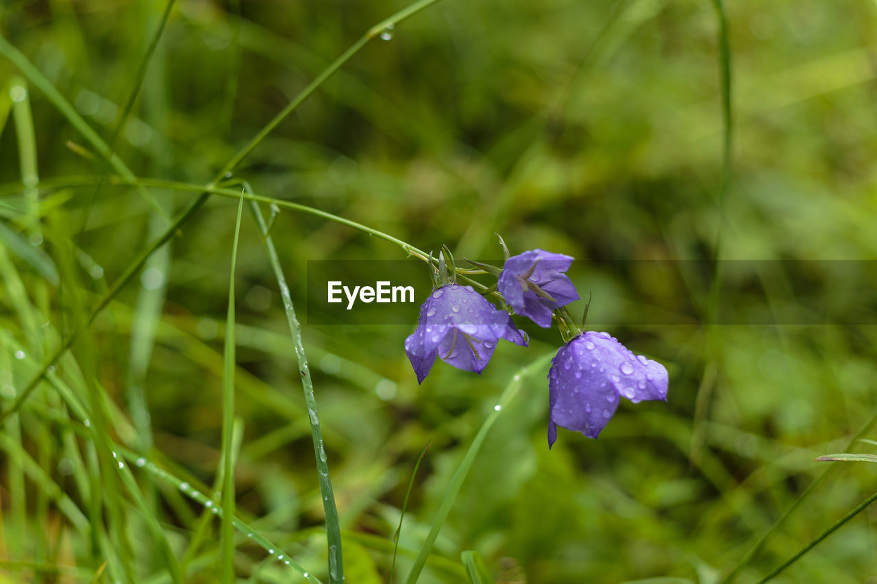 Close-up of purple flower blooming outdoors