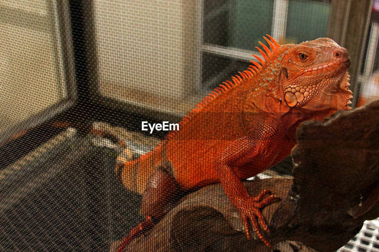 CLOSE-UP OF A LIZARD