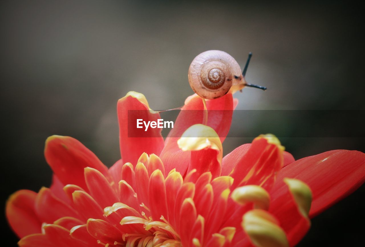 Close-up of snail on flower