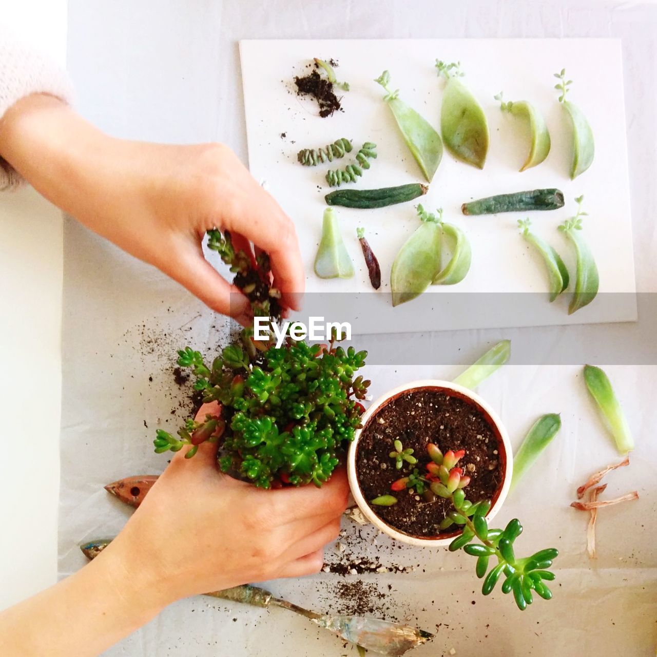 High angle view of woman planting succulent plant at home