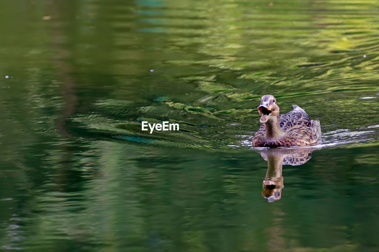 Mallard duck swimming on lake