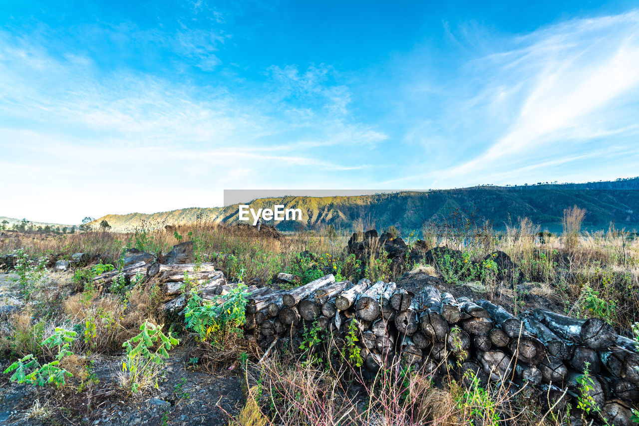 PLANTS GROWING ON LAND