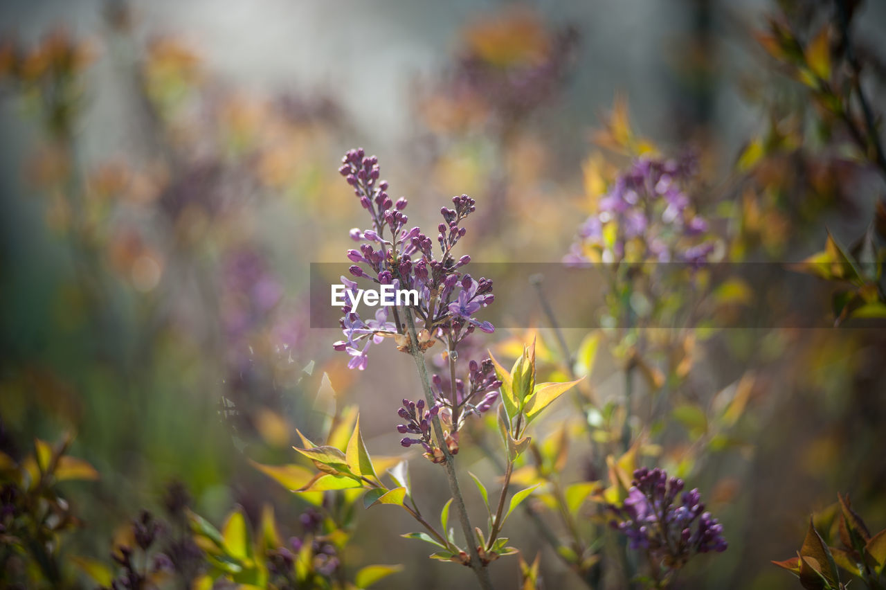 Common lilac flower during spring