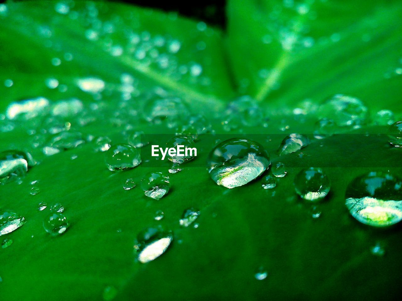 Detail shot of water drops on leaf