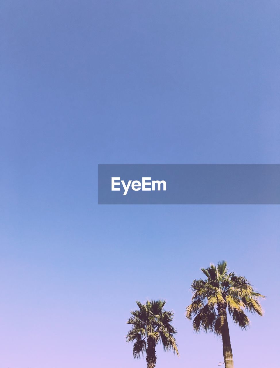 LOW ANGLE VIEW OF COCONUT PALM TREE AGAINST CLEAR SKY