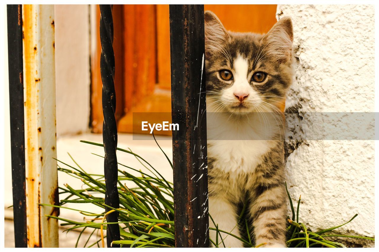 Portrait of cat sitting outdoors