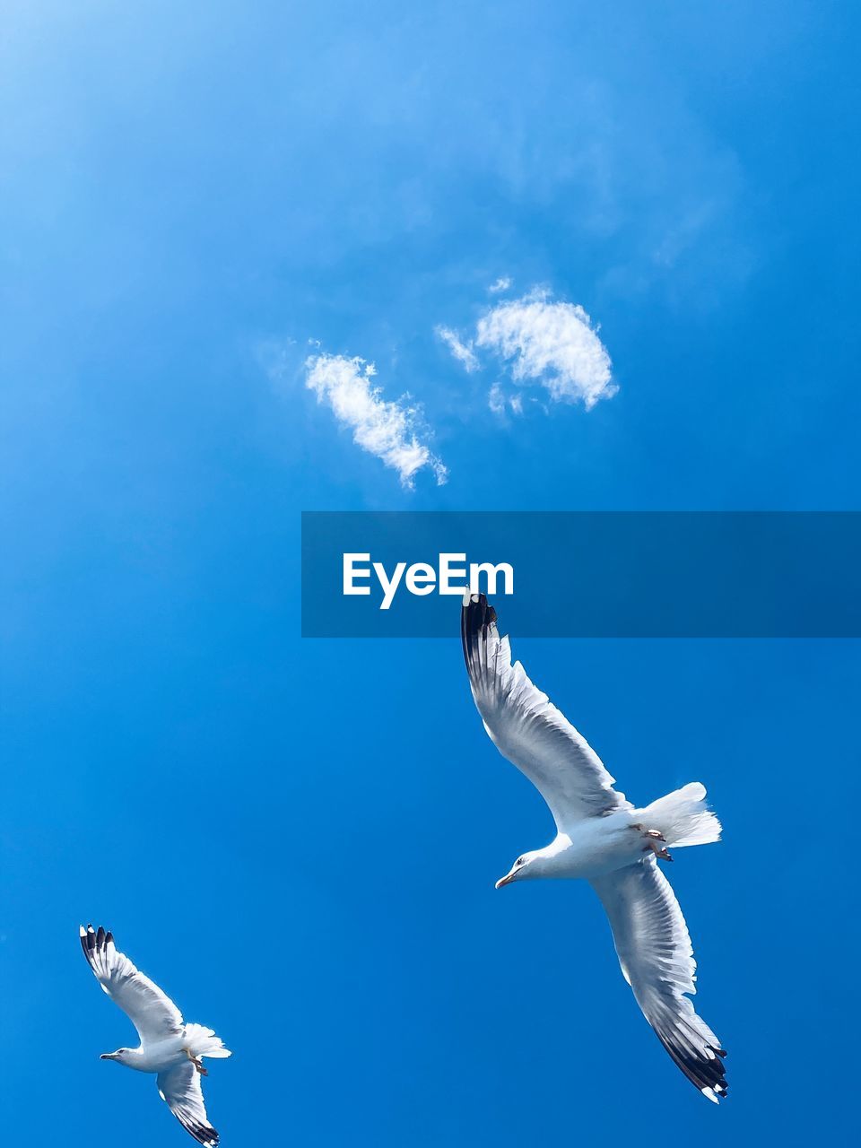 SEAGULLS FLYING OVER SEA