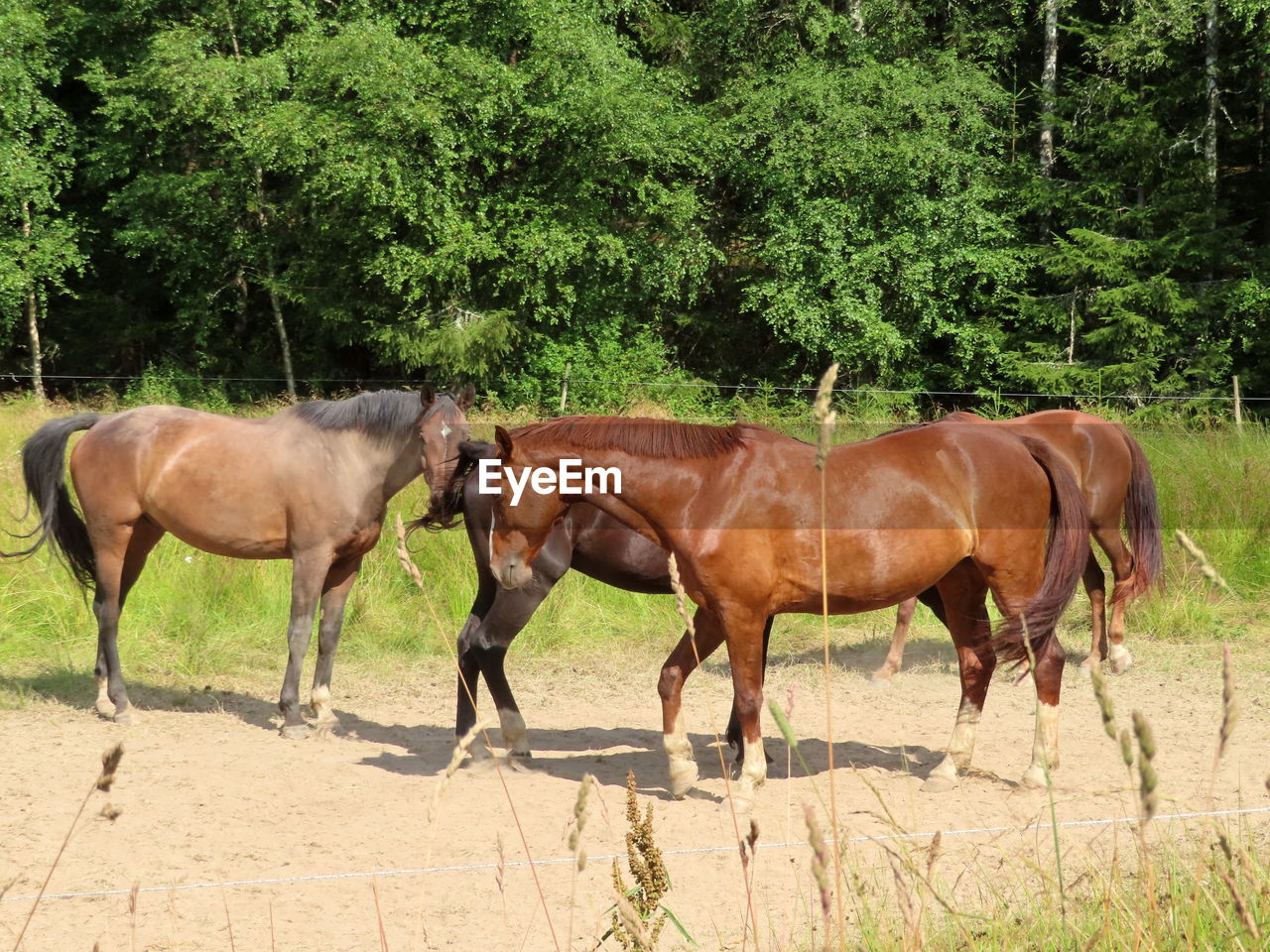 Horses standing in meadow