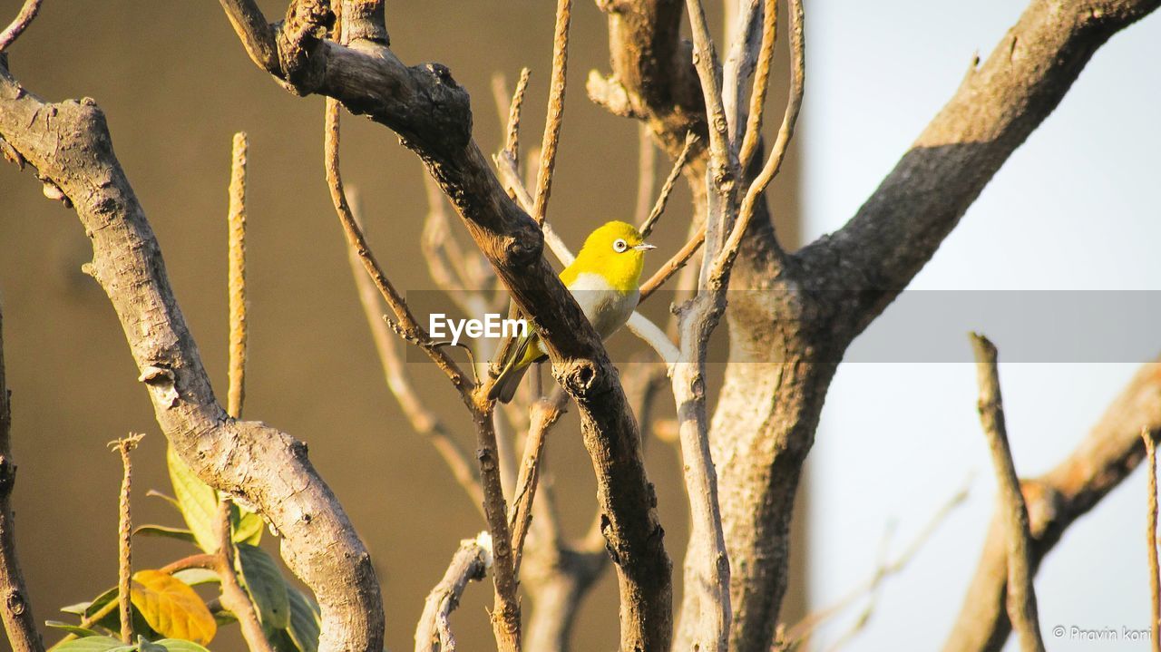 Low angle view of bird on branch