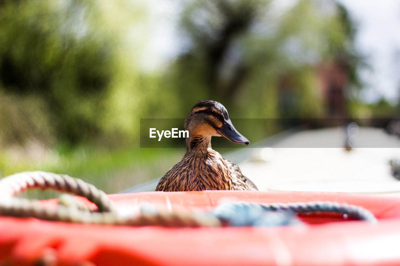 Close-up of bird perching on boat