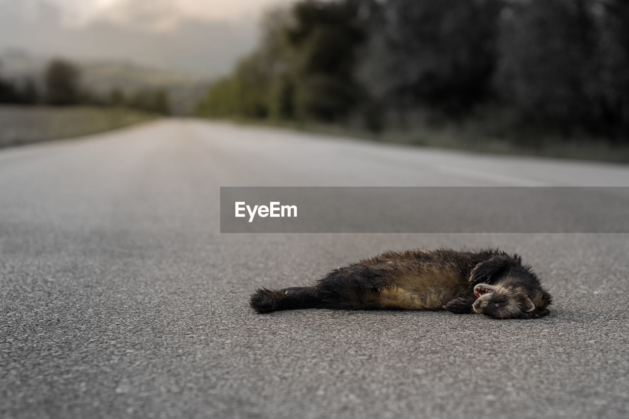 close-up of cat sitting on road