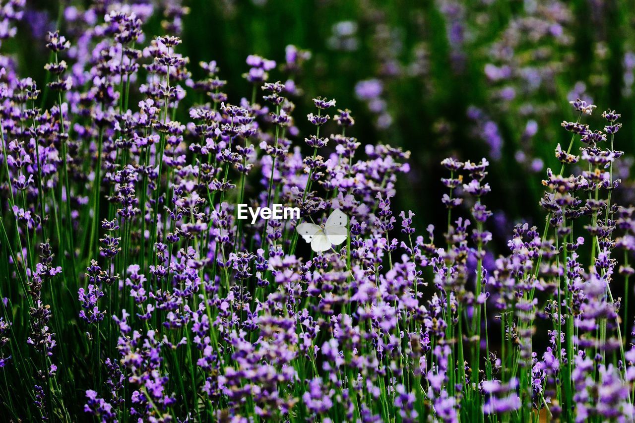 Close-up of purple flowering plants on field