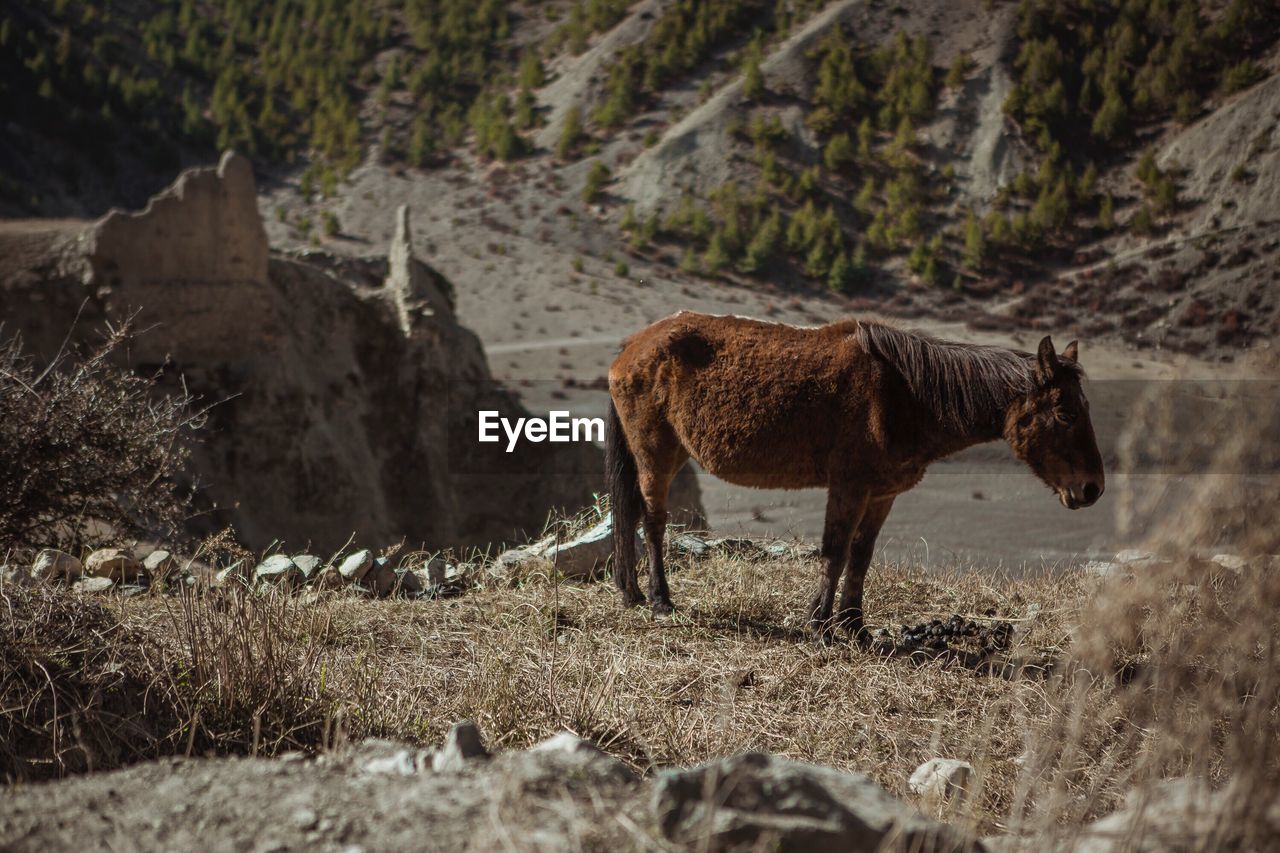 Horse standing on field