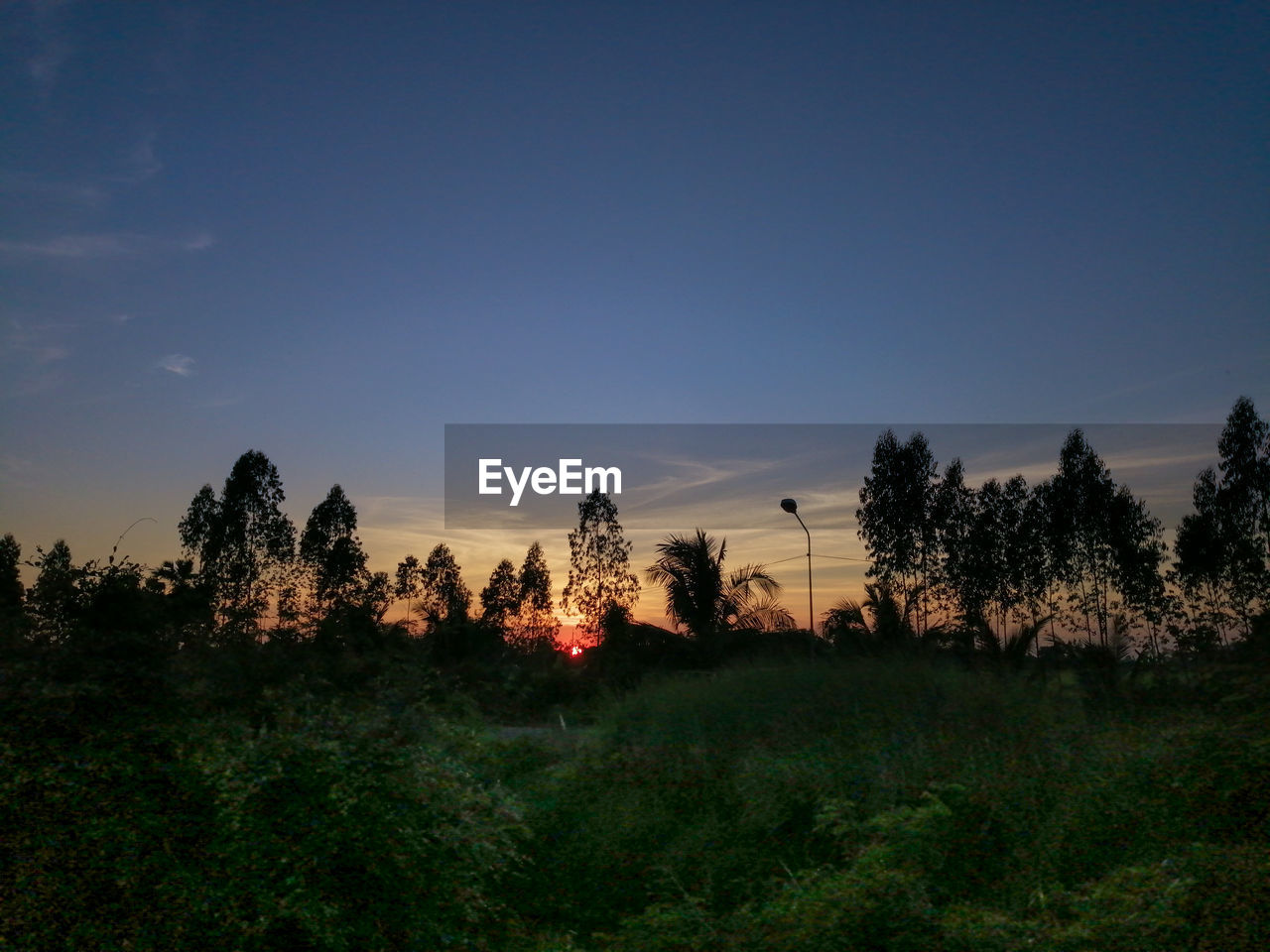 PLANTS GROWING ON LAND AGAINST SKY DURING SUNSET