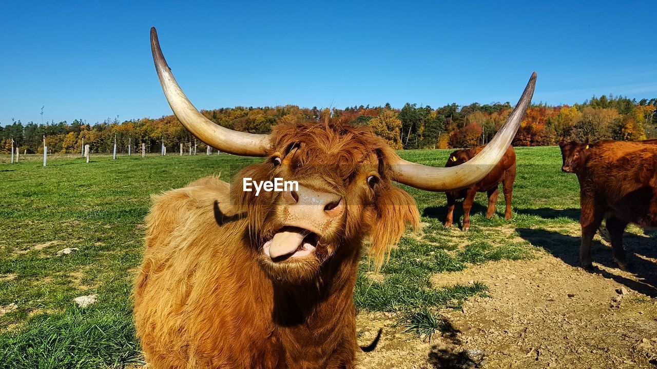 Close-up of cow on field against sky