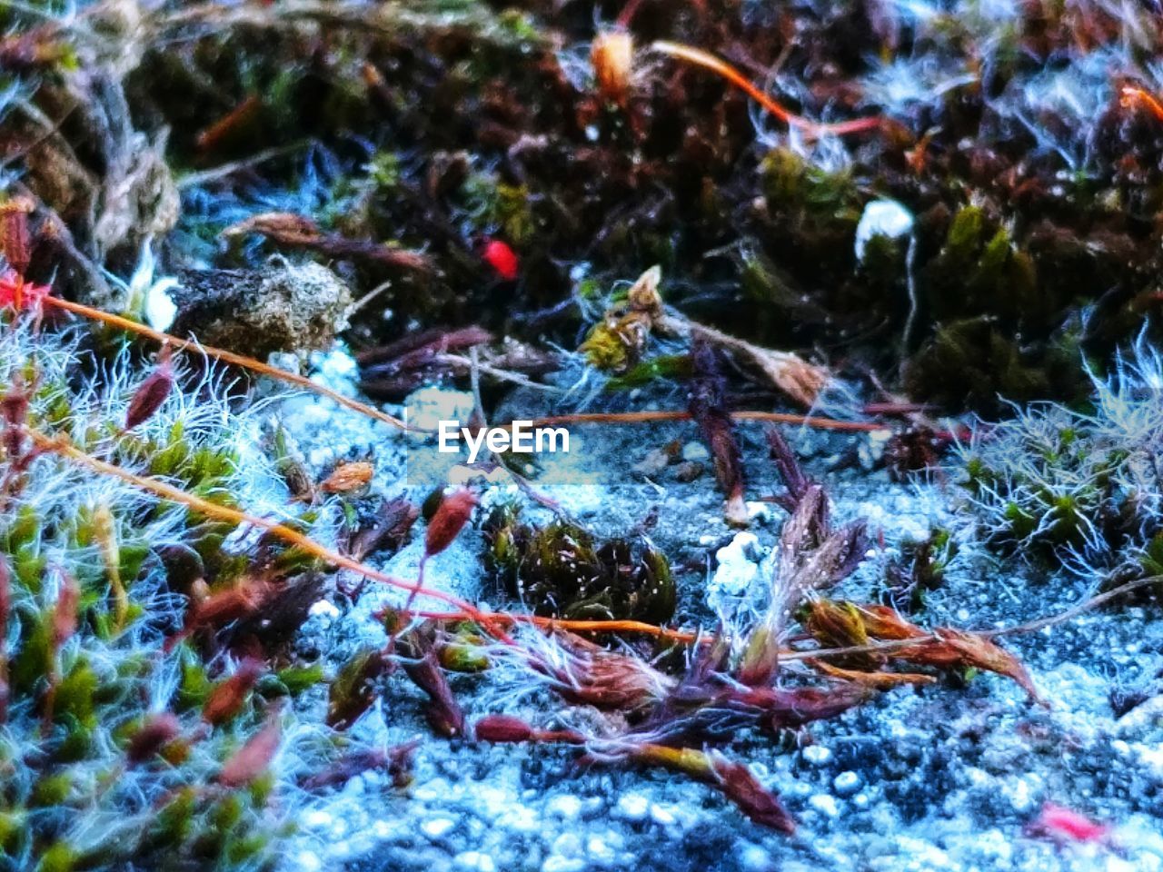 CLOSE-UP OF SNOW ON LAND