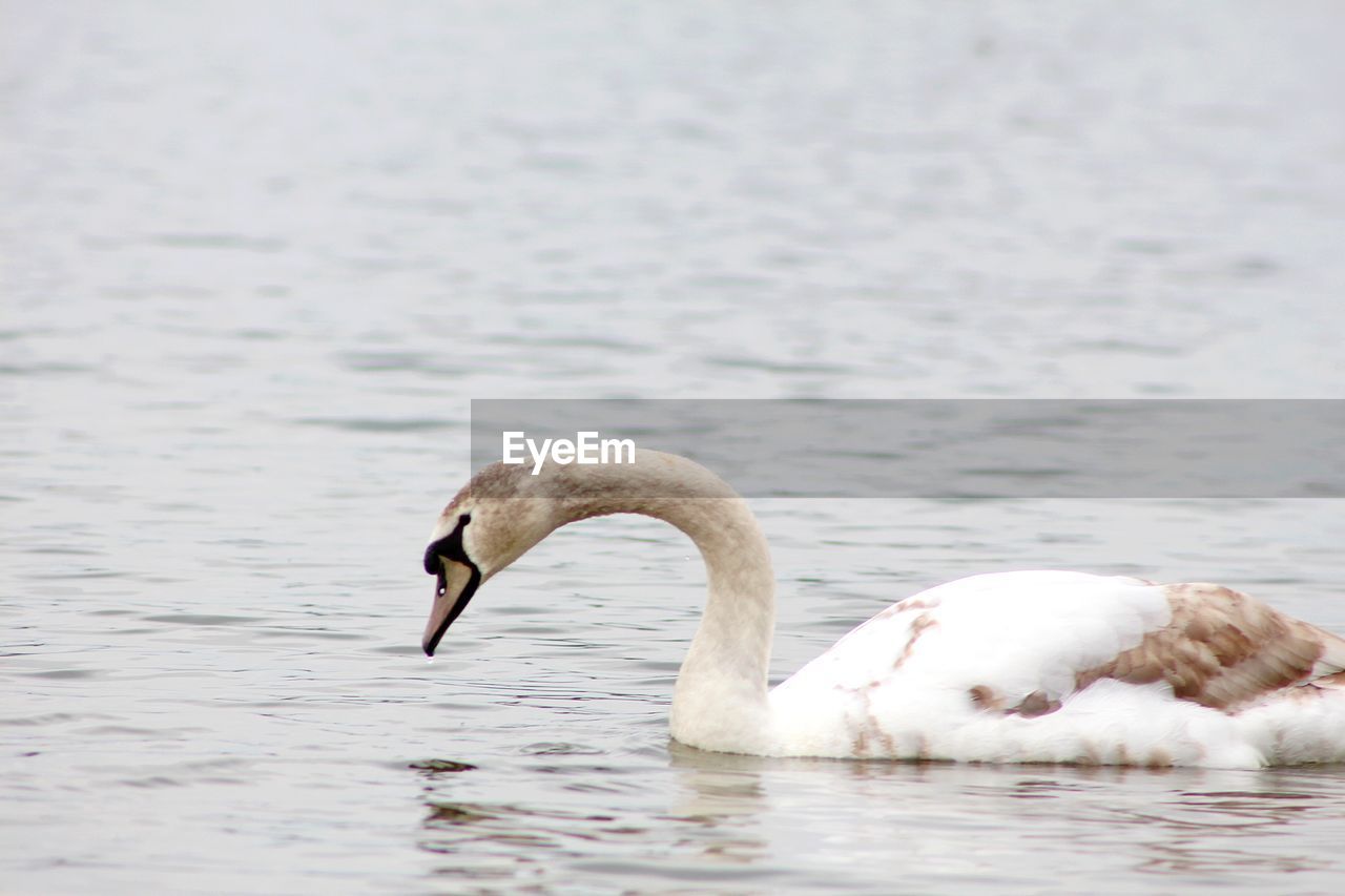 SWAN FLOATING IN LAKE