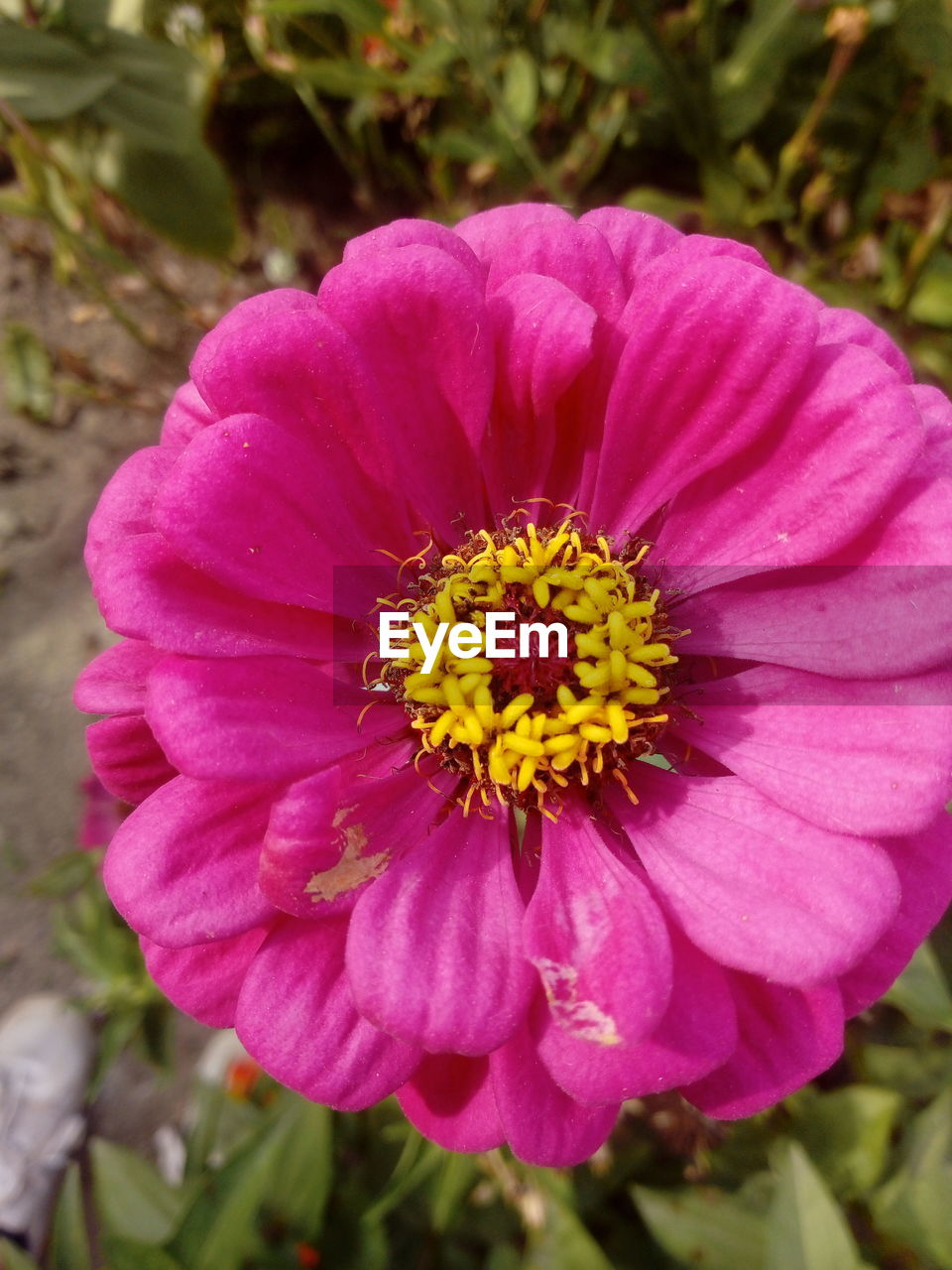 CLOSE-UP OF YELLOW FLOWER