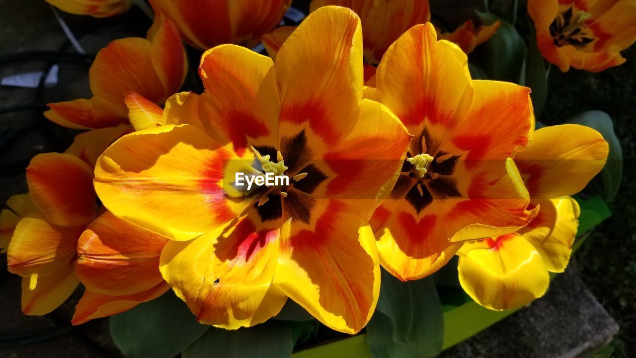 Close-up of yellow flowering plants in park