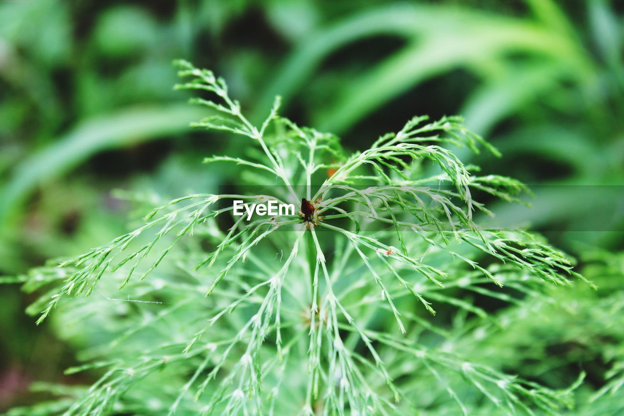 CLOSE-UP OF PLANTS