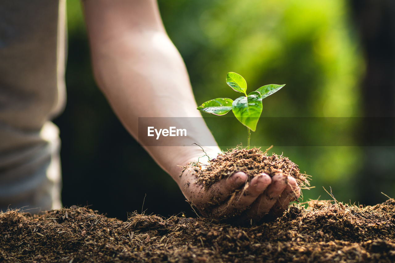 Cropped hand holding sapling over field