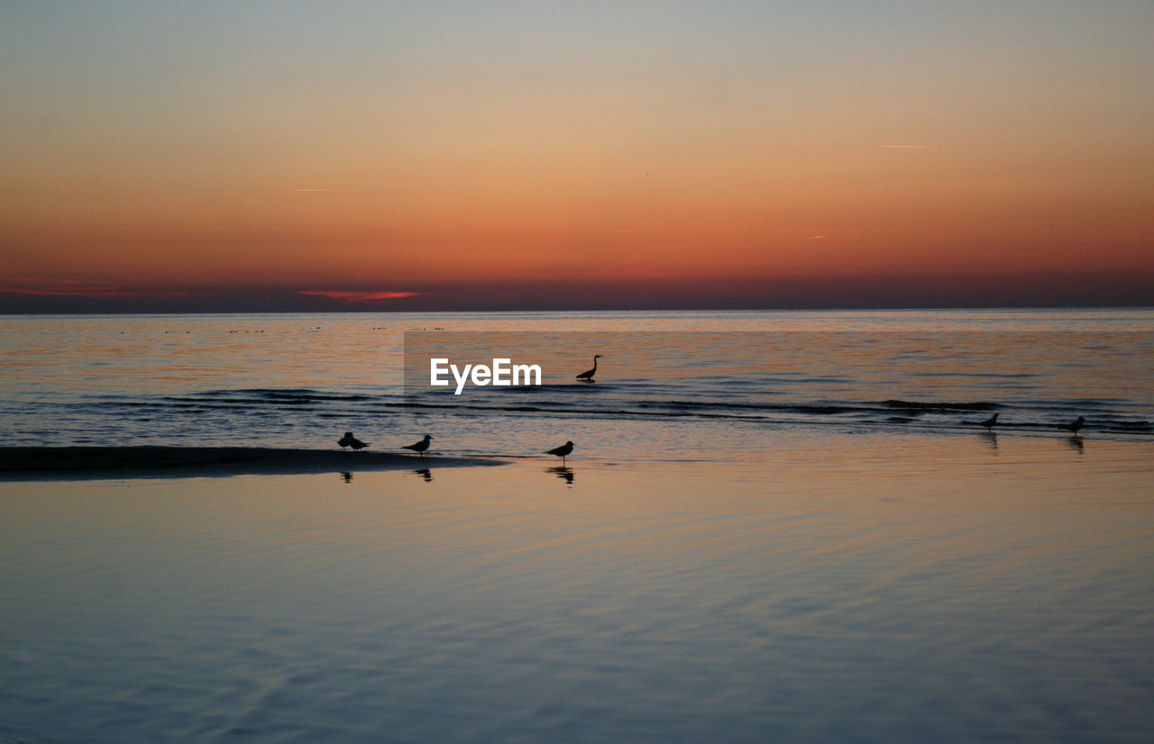 Scenic view of birds in sea against sky at dusk