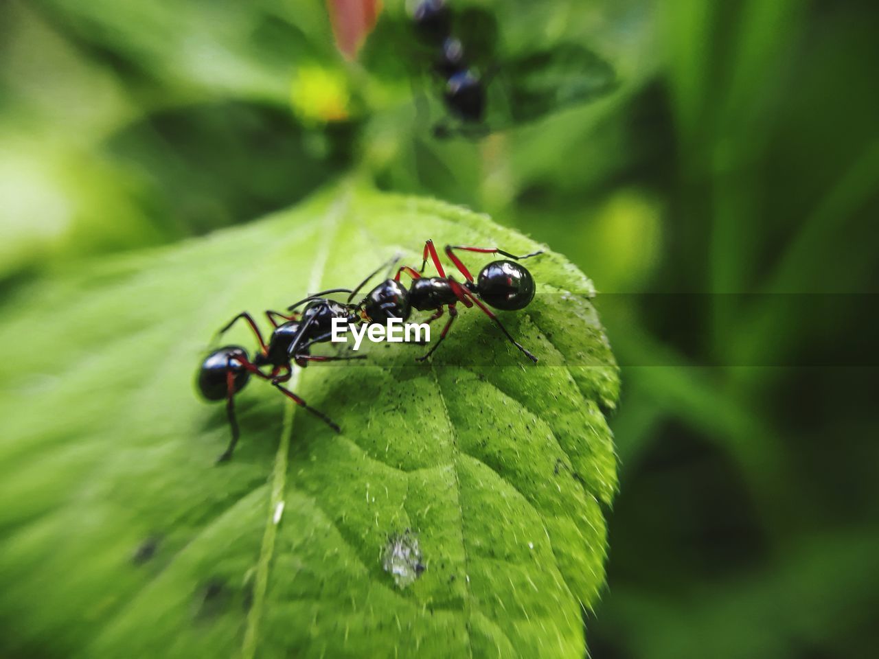 CLOSE-UP OF CATERPILLAR ON LEAF