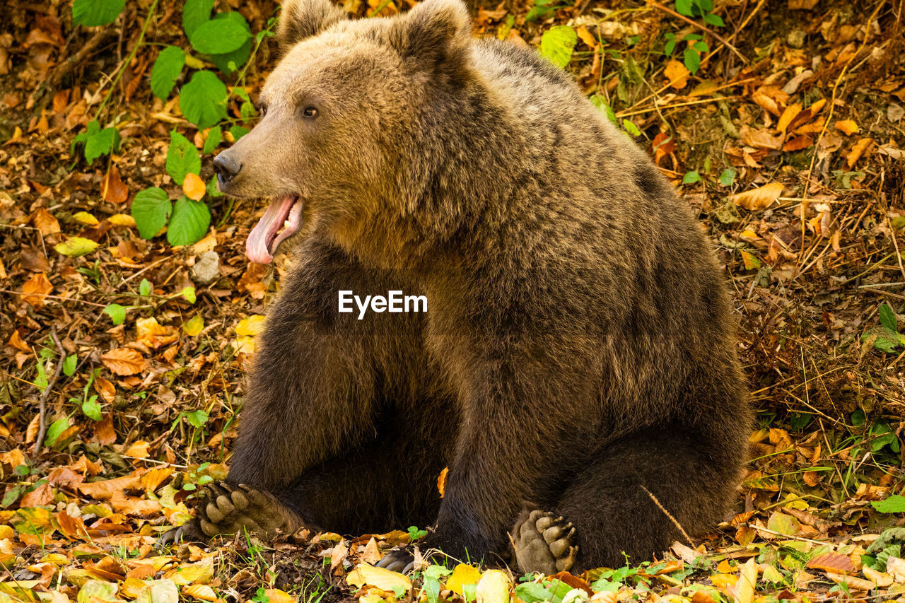 Close-up of a wild bear in the forest