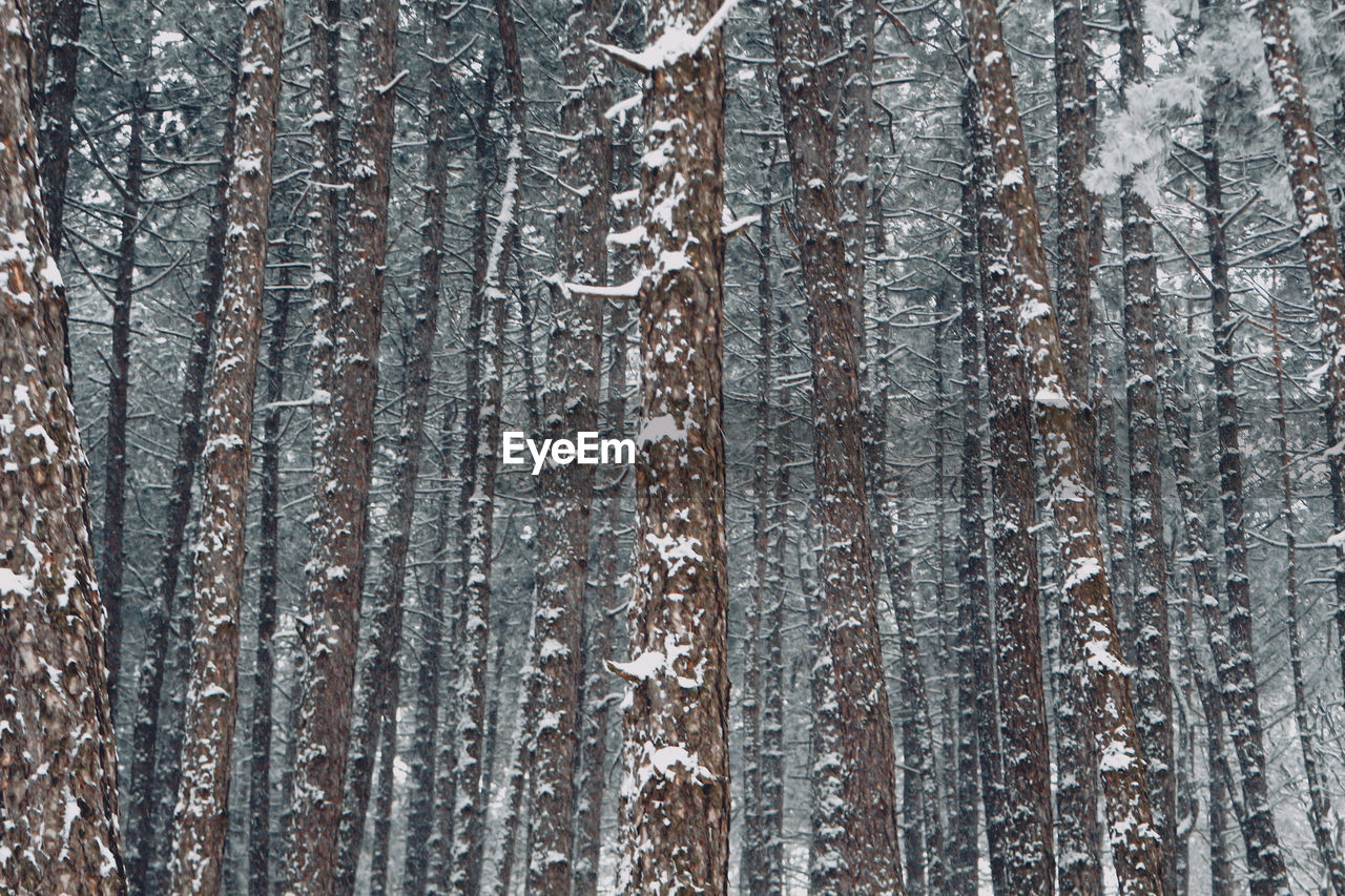 tree, full frame, winter, backgrounds, forest, no people, frost, trunk, pattern, branch, cold temperature, plant, nature, wood, day, snow, textured, land, birch, close-up, ice, natural environment, outdoors, tree trunk, woodland, pine tree, spruce, freezing, beauty in nature, coniferous tree