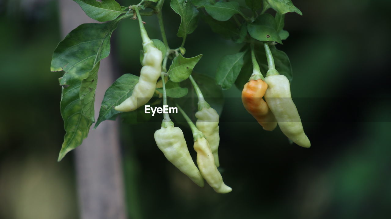 Young green chilies are on the tree