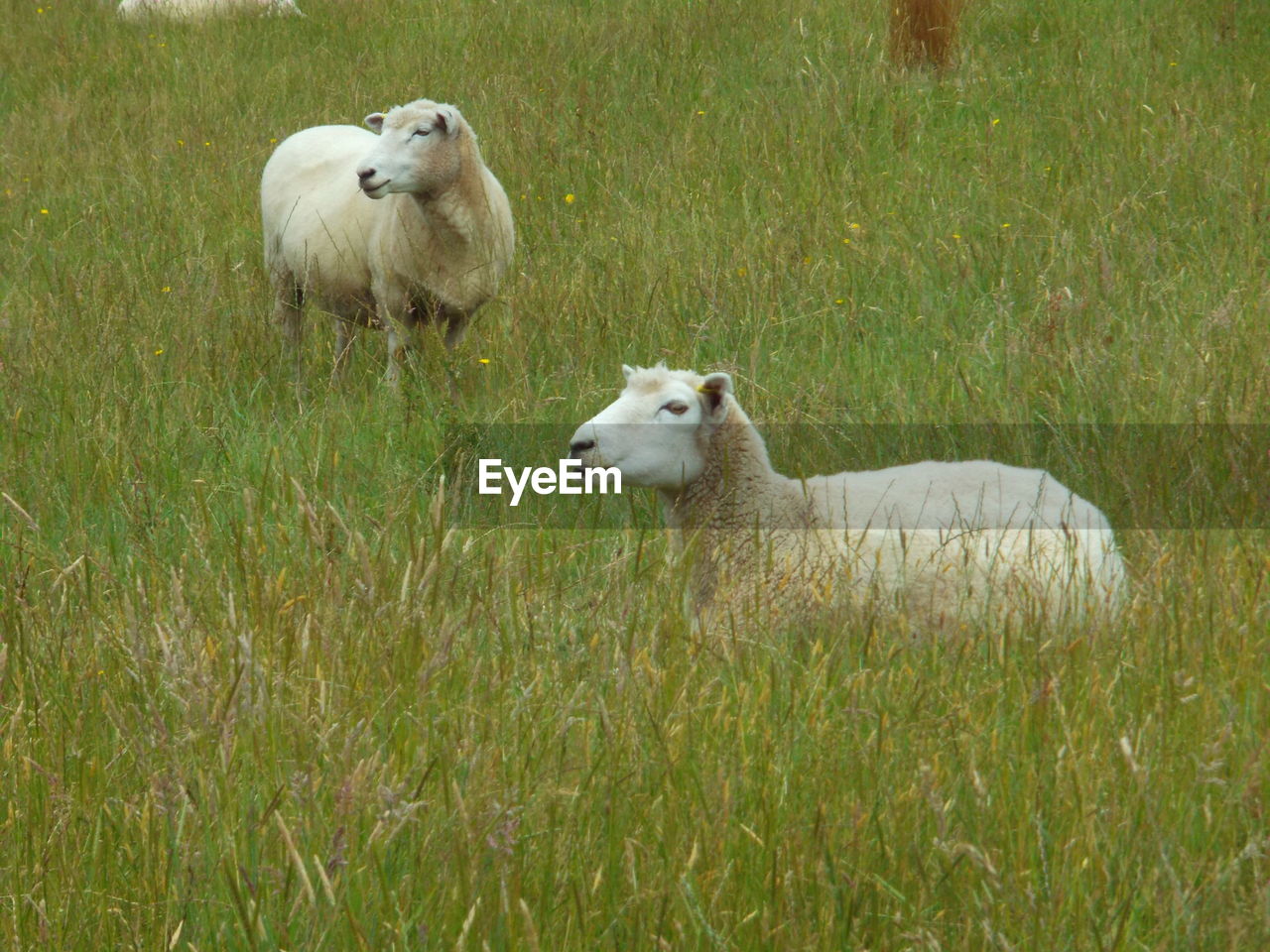 SHEEP ON GRASS