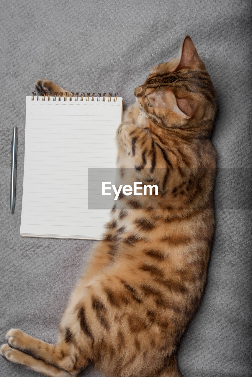 Top view of a cat with a white notepad sheet and a pen. copy space.