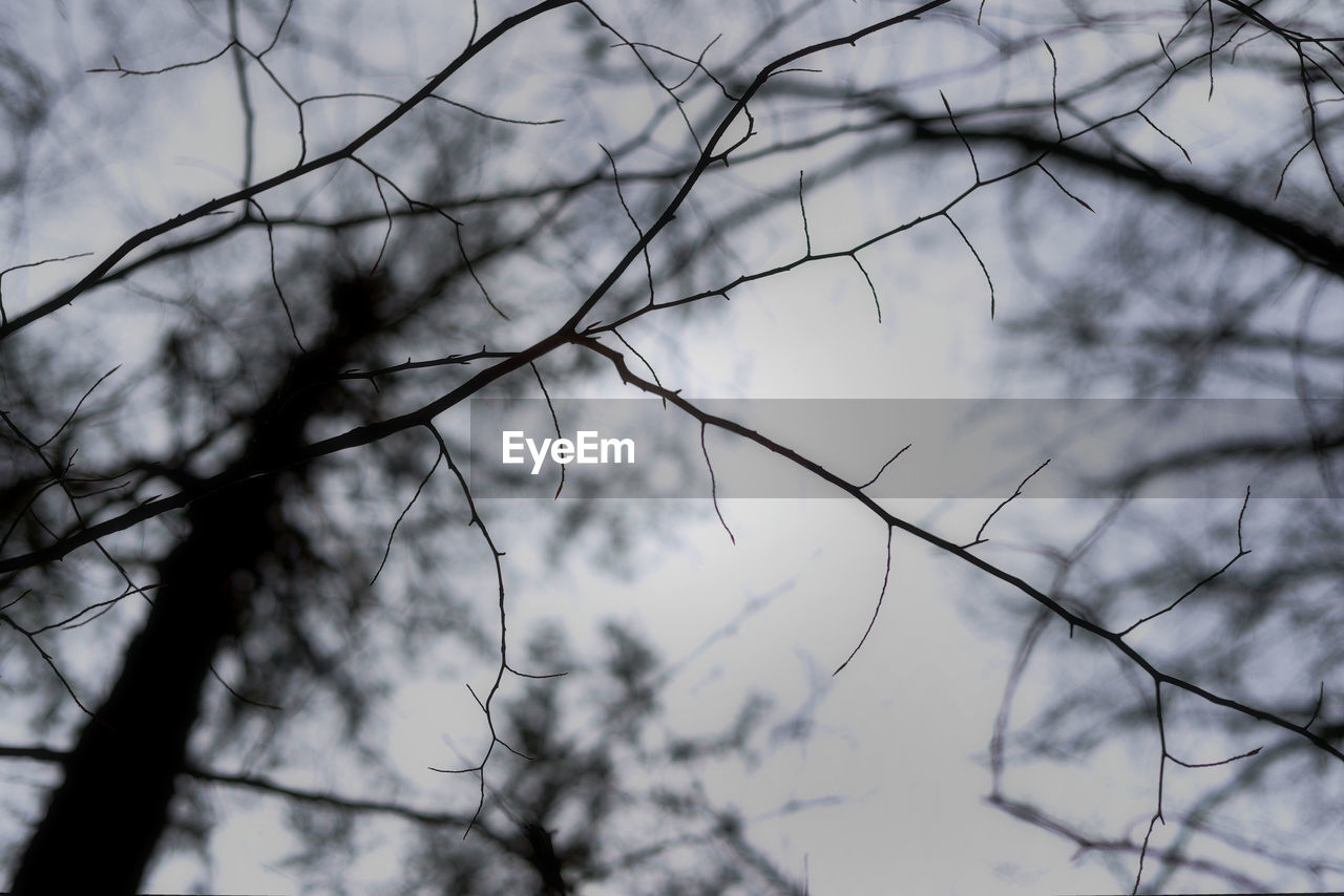 LOW ANGLE VIEW OF BARE BRANCHES AGAINST SKY